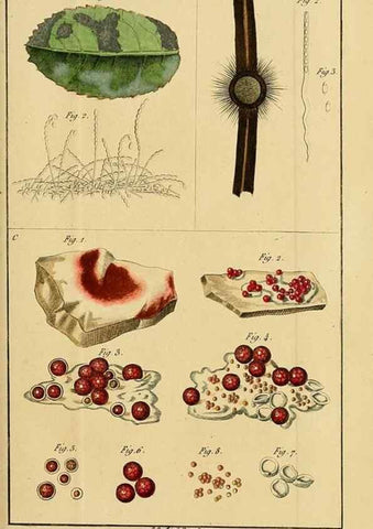 Reproducción/Reproduction 49774142911: Annales des sciences naturelles :. Paris :Crochard. 