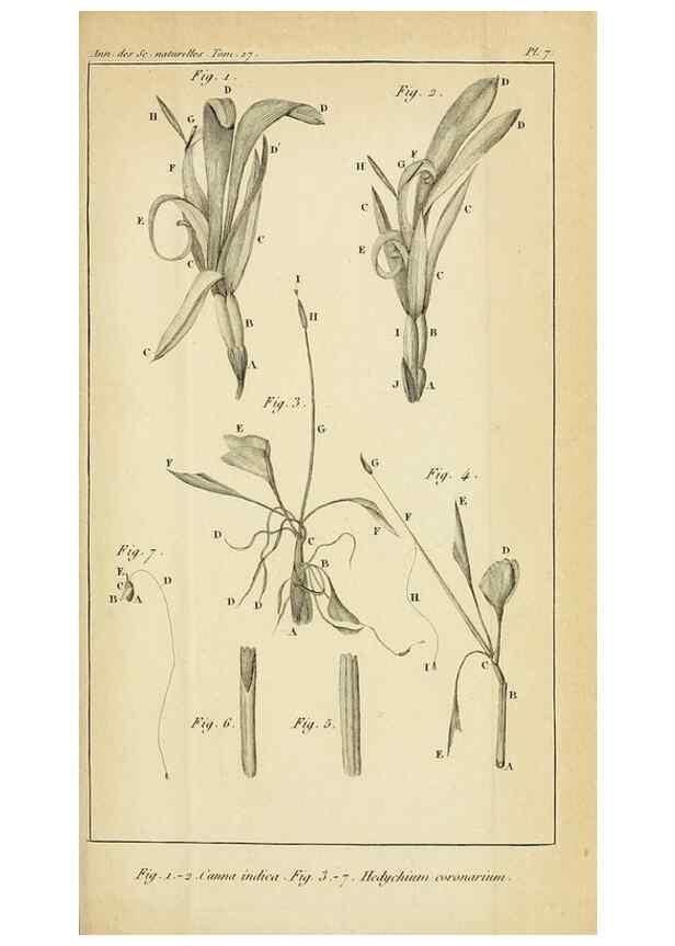 Reproducción/Reproduction 49773614213: Annales des sciences naturelles :. Paris :Crochard. 