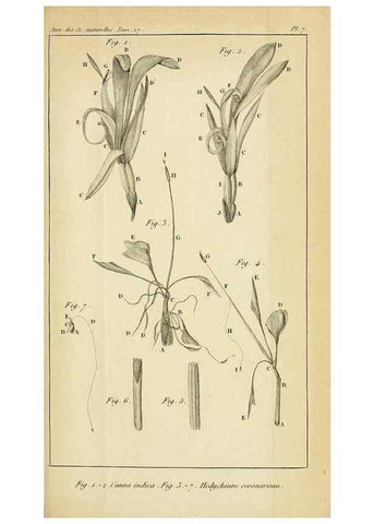 Reproducción/Reproduction 49773614213: Annales des sciences naturelles :. Paris :Crochard. 