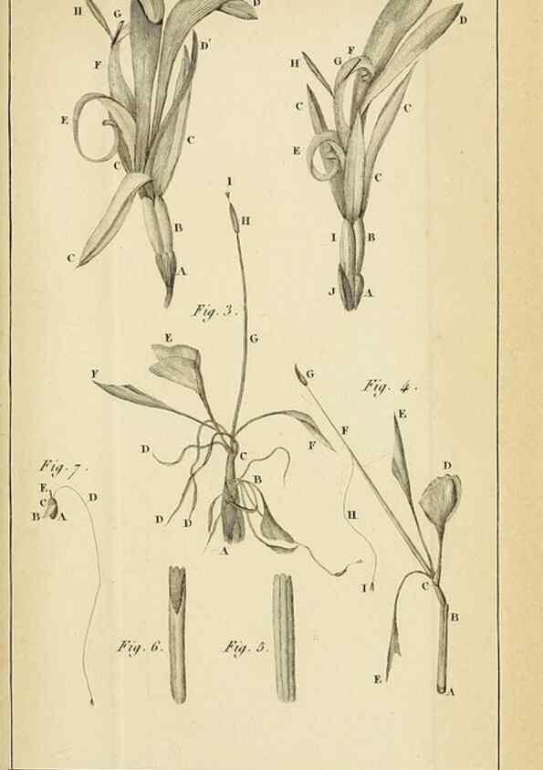 Reproducción/Reproduction 49773614213: Annales des sciences naturelles :. Paris :Crochard. 