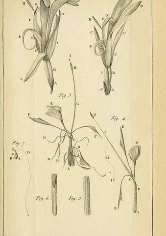 Reproducción/Reproduction 49773614213: Annales des sciences naturelles :. Paris :Crochard. 