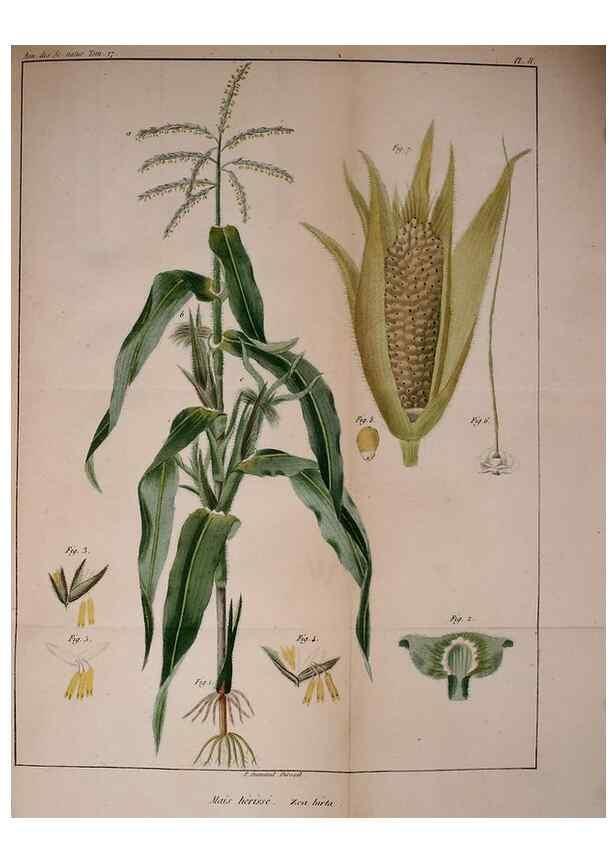 Reproducción/Reproduction 49773614623: Annales des sciences naturelles :. Paris :Crochard. 