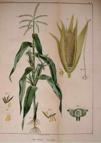 Reproducción/Reproduction 49773614623: Annales des sciences naturelles :. Paris :Crochard. 