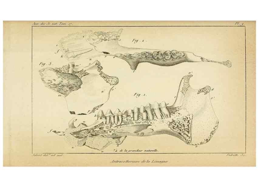 Reproducción/Reproduction 49774144211: Annales des sciences naturelles :. Paris :Crochard. 