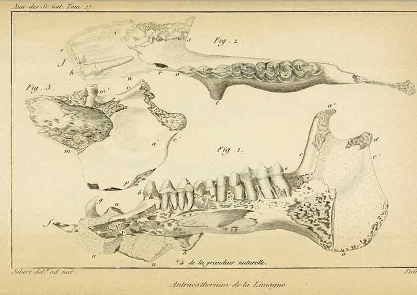 Reproducción/Reproduction 49774144211: Annales des sciences naturelles :. Paris :Crochard. 
