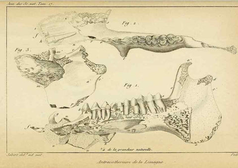 Reproducción/Reproduction 49774144211: Annales des sciences naturelles :. Paris :Crochard. 