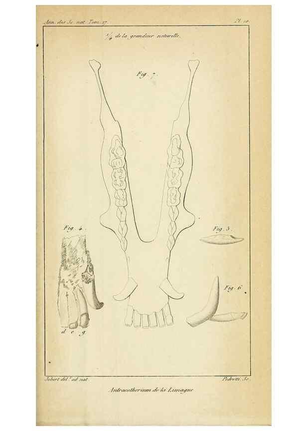 Reproducción/Reproduction 49773615443: Annales des sciences naturelles :. Paris :Crochard. 