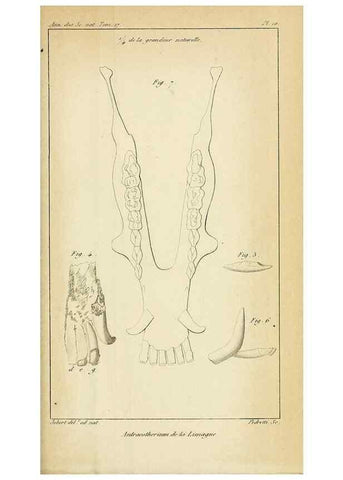 Reproducción/Reproduction 49773615443: Annales des sciences naturelles :. Paris :Crochard. 