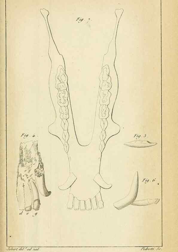 Reproducción/Reproduction 49773615443: Annales des sciences naturelles :. Paris :Crochard. 
