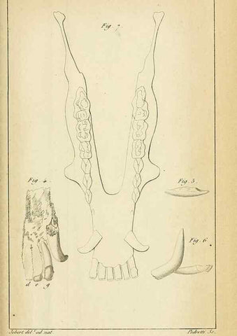 Reproducción/Reproduction 49773615443: Annales des sciences naturelles :. Paris :Crochard. 