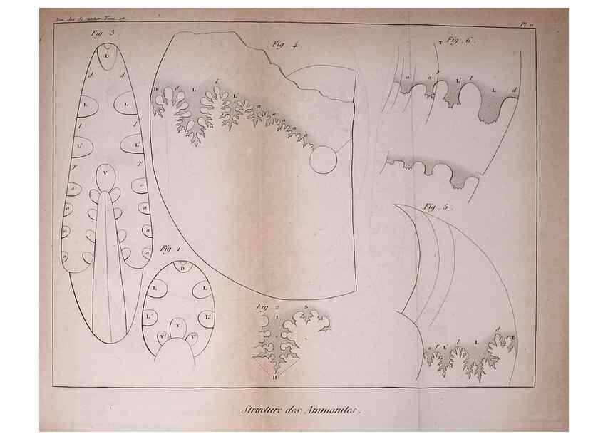 Reproducción/Reproduction 49774144911: Annales des sciences naturelles :. Paris :Crochard. 