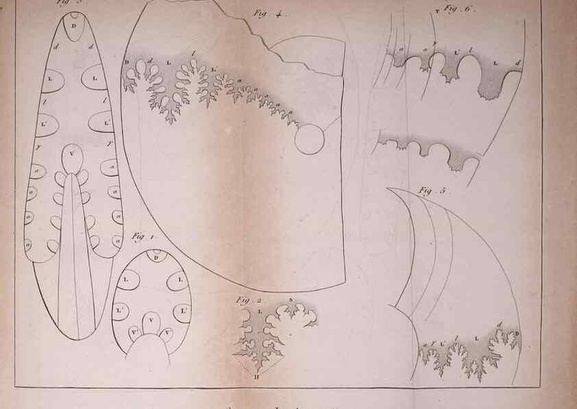 Reproducción/Reproduction 49774144911: Annales des sciences naturelles :. Paris :Crochard. 