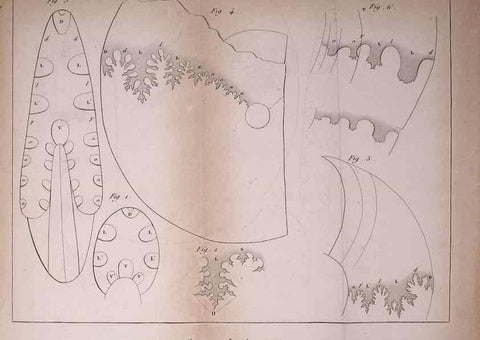Reproducción/Reproduction 49774144911: Annales des sciences naturelles :. Paris :Crochard. 