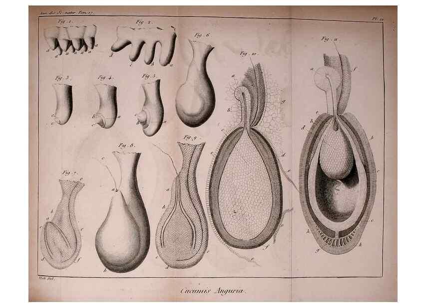 Reproducción/Reproduction 49774145131: Annales des sciences naturelles :. Paris :Crochard. 