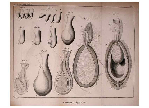 Reproducción/Reproduction 49774145131: Annales des sciences naturelles :. Paris :Crochard. 