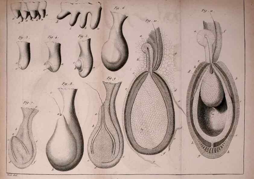 Reproducción/Reproduction 49774145131: Annales des sciences naturelles :. Paris :Crochard. 