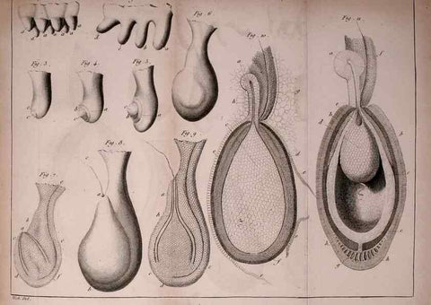 Reproducción/Reproduction 49774145131: Annales des sciences naturelles :. Paris :Crochard. 