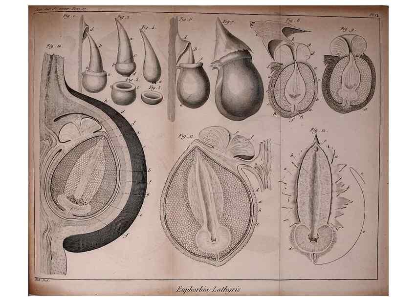 Reproducción/Reproduction 49774145451: Annales des sciences naturelles :. Paris :Crochard. 