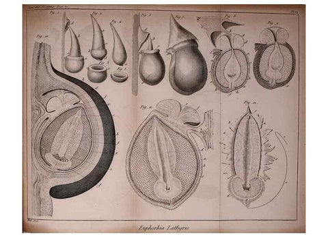 Reproducción/Reproduction 49774145451: Annales des sciences naturelles :. Paris :Crochard. 