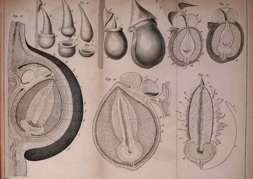 Reproducción/Reproduction 49774145451: Annales des sciences naturelles :. Paris :Crochard. 