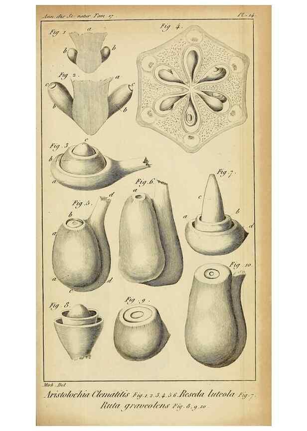 Reproducción/Reproduction 49773616668: Annales des sciences naturelles :. Paris :Crochard. 