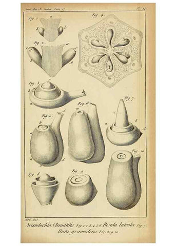 Reproducción/Reproduction 49773616668: Annales des sciences naturelles :. Paris :Crochard. 