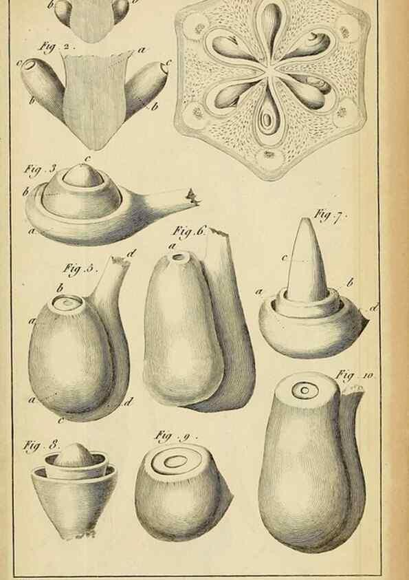 Reproducción/Reproduction 49773616668: Annales des sciences naturelles :. Paris :Crochard. 