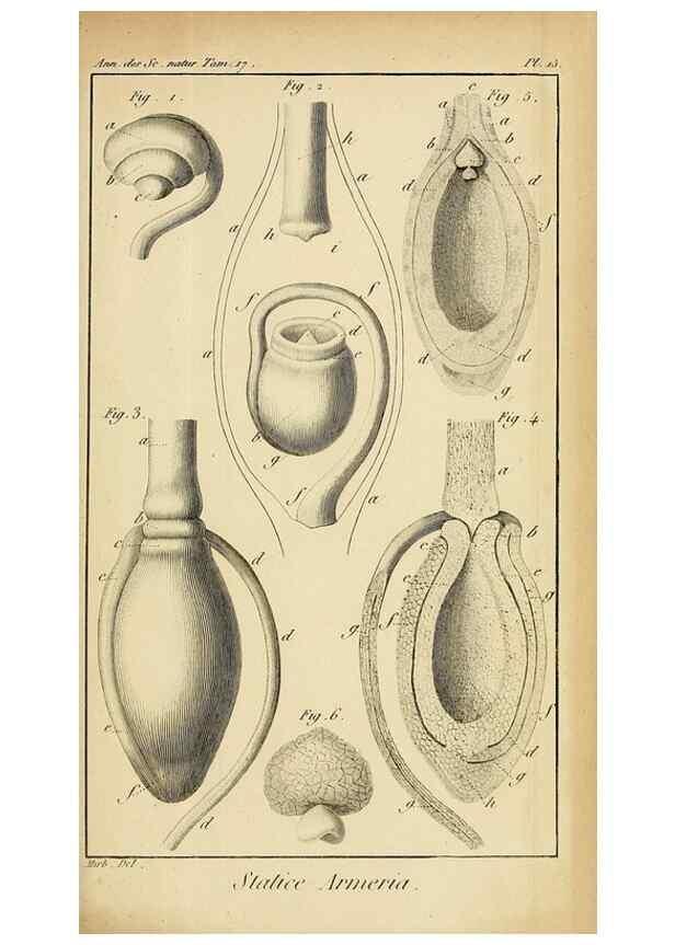 Reproducción/Reproduction 49774476647: Annales des sciences naturelles :. Paris :Crochard. 