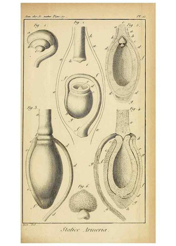 Reproducción/Reproduction 49774476647: Annales des sciences naturelles :. Paris :Crochard. 