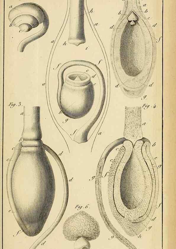 Reproducción/Reproduction 49774476647: Annales des sciences naturelles :. Paris :Crochard. 