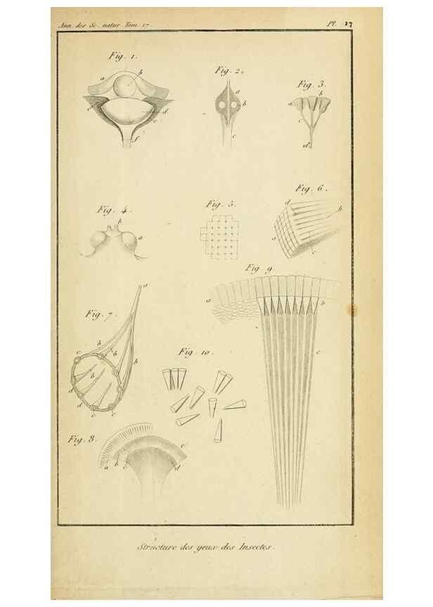 Reproducción/Reproduction 49773617878: Annales des sciences naturelles :. Paris :Crochard. 