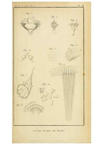 Reproducción/Reproduction 49773617878: Annales des sciences naturelles :. Paris :Crochard. 