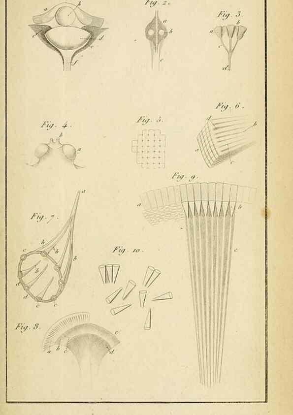 Reproducción/Reproduction 49773617878: Annales des sciences naturelles :. Paris :Crochard. 
