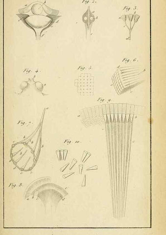 Reproducción/Reproduction 49773617878: Annales des sciences naturelles :. Paris :Crochard. 
