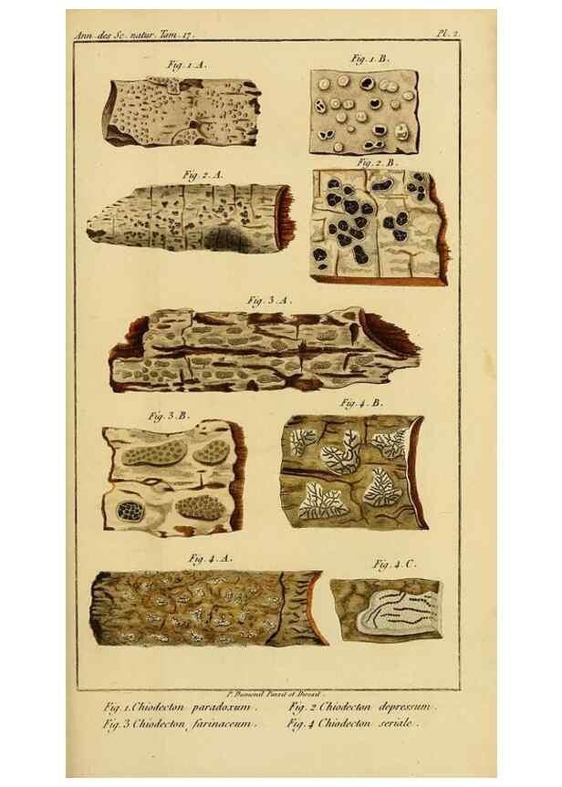 Reproducción/Reproduction 49774471557: Annales des sciences naturelles :. Paris :Crochard. 