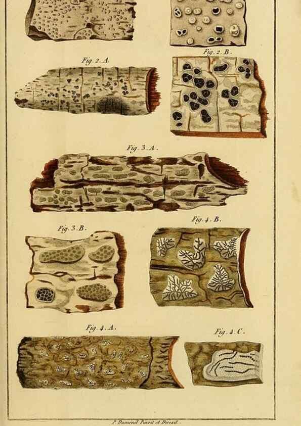 Reproducción/Reproduction 49774471557: Annales des sciences naturelles :. Paris :Crochard. 
