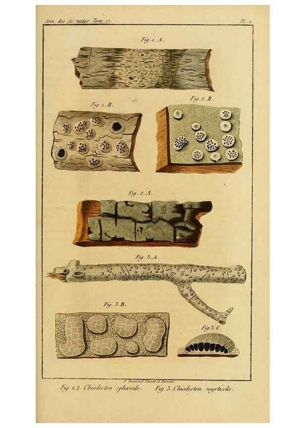 Reproducción/Reproduction 49774471017: Annales des sciences naturelles :. Paris :Crochard. 