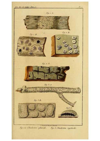 Reproducción/Reproduction 49774471017: Annales des sciences naturelles :. Paris :Crochard. 