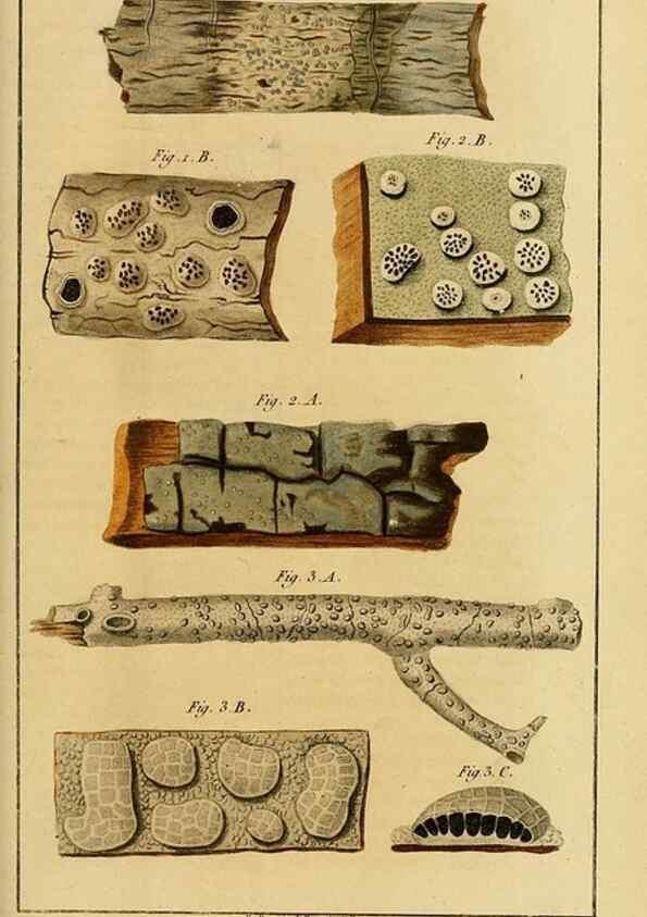 Reproducción/Reproduction 49774471017: Annales des sciences naturelles :. Paris :Crochard. 