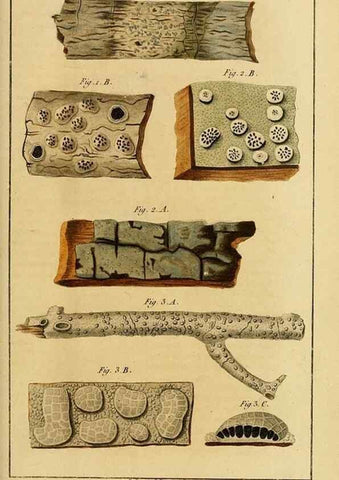 Reproducción/Reproduction 49774471017: Annales des sciences naturelles :. Paris :Crochard. 