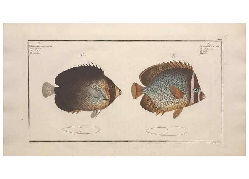 Reproducción/Reproduction 49774052272: Ichtyologie, ou, Histoire naturelle, générale et particulière des poissons :. A Berlin :Chez l'auteur, & chez François de la Garde libraire,1785-1797.. 