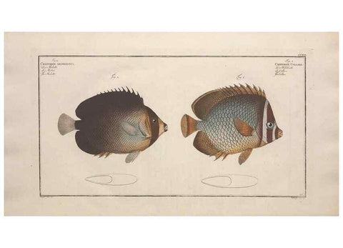 Reproducción/Reproduction 49774052272: Ichtyologie, ou, Histoire naturelle, générale et particulière des poissons :. A Berlin :Chez l'auteur, & chez François de la Garde libraire,1785-1797.. 
