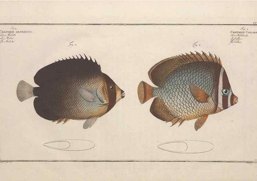 Reproducción/Reproduction 49774052272: Ichtyologie, ou, Histoire naturelle, générale et particulière des poissons :. A Berlin :Chez l'auteur, & chez François de la Garde libraire,1785-1797.. 