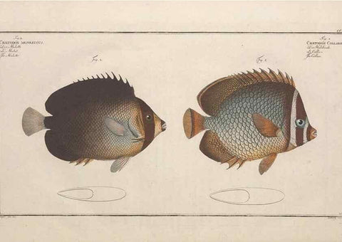 Reproducción/Reproduction 49774052272: Ichtyologie, ou, Histoire naturelle, générale et particulière des poissons :. A Berlin :Chez l'auteur, & chez François de la Garde libraire,1785-1797.. 