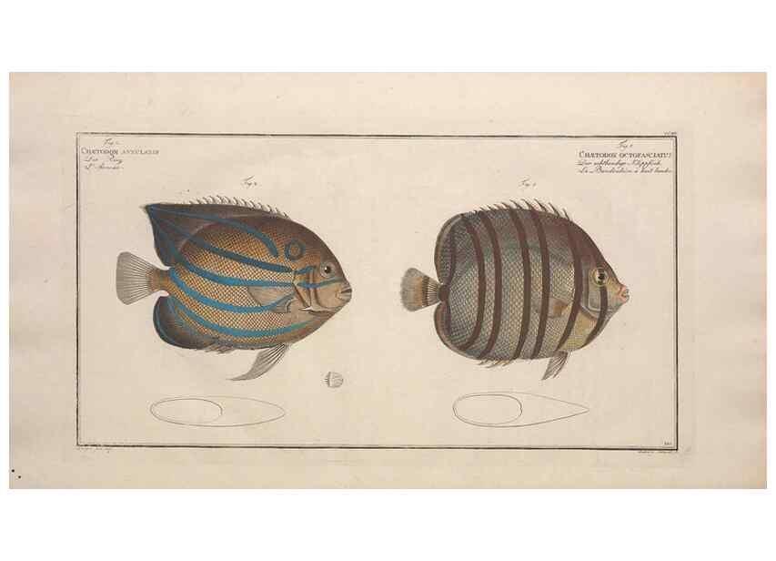 Reproducción/Reproduction 49774051842: Ichtyologie, ou, Histoire naturelle, générale et particulière des poissons :. A Berlin :Chez l'auteur, & chez François de la Garde libraire,1785-1797.. 