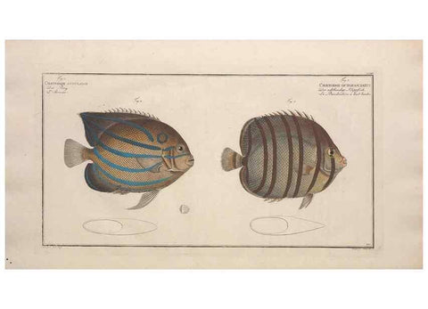 Reproducción/Reproduction 49774051842: Ichtyologie, ou, Histoire naturelle, générale et particulière des poissons :. A Berlin :Chez l'auteur, & chez François de la Garde libraire,1785-1797.. 