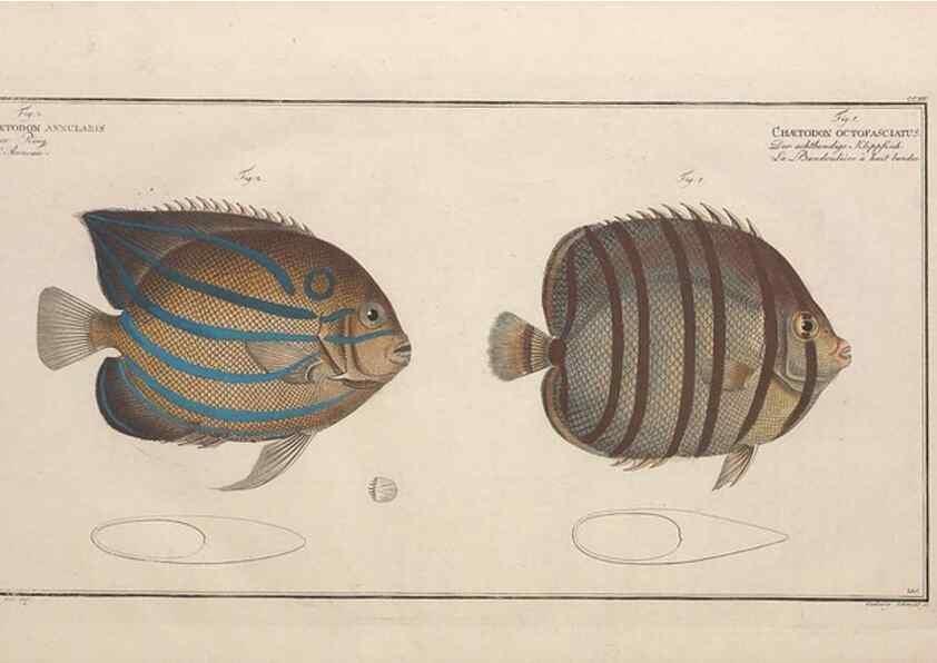 Reproducción/Reproduction 49774051842: Ichtyologie, ou, Histoire naturelle, générale et particulière des poissons :. A Berlin :Chez l'auteur, & chez François de la Garde libraire,1785-1797.. 