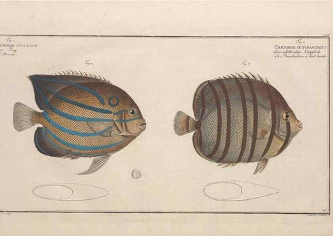 Reproducción/Reproduction 49774051842: Ichtyologie, ou, Histoire naturelle, générale et particulière des poissons :. A Berlin :Chez l'auteur, & chez François de la Garde libraire,1785-1797.. 