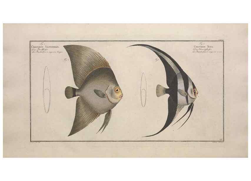 Reproducción/Reproduction 49773186023: Ichtyologie, ou, Histoire naturelle, générale et particulière des poissons :. A Berlin :Chez l'auteur, & chez François de la Garde libraire,1785-1797.. 