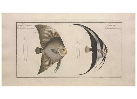 Reproducción/Reproduction 49773186023: Ichtyologie, ou, Histoire naturelle, générale et particulière des poissons :. A Berlin :Chez l'auteur, & chez François de la Garde libraire,1785-1797.. 